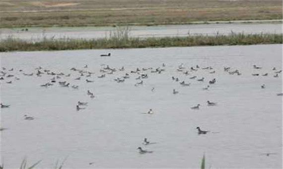 افزایش پرندگان مهاجر آبزی پس از احیای تالاب یعقوب آباد