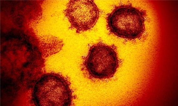 آیا تمام جهش‌های ویروس کرونا  به ضرر این عامل مرگبار بوده‌اند؟