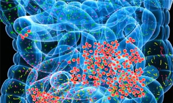 میکروب‌های روده چه نقشی در تأمین سلامت یا ایجاد بیماری دارند؟