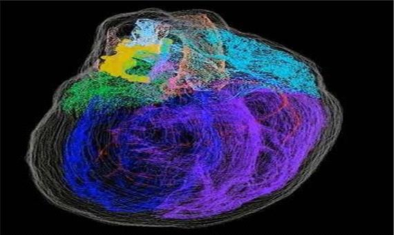 نخستین نقشه 3بعدی از نورون‌های قلب ارائه شد