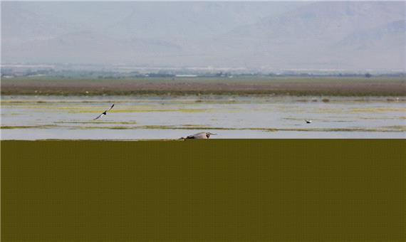 80 درصد دریاچه تالاب میقان اراک آبگیری شد