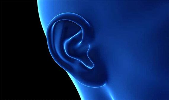 پرورش گوش‌ شبیه به گوش انسان با چاپ 3 بعدی