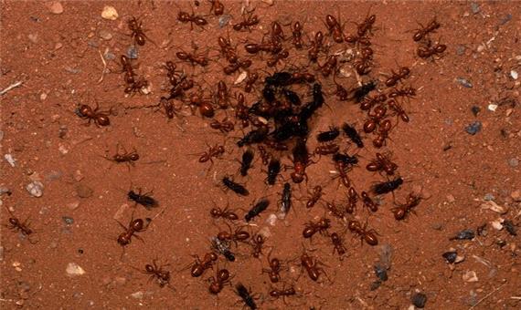غلبه بر کووید-19 با ارزیابی رفتار مورچه‌ها!