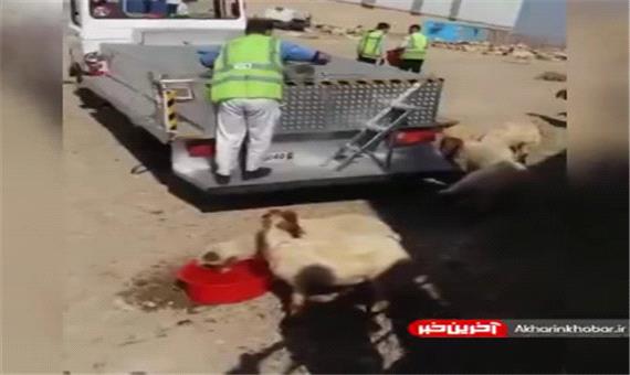 تصاویری جدید از گوسفندان در فرودگاه امام