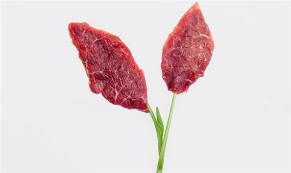 گوشت طلایی: مهندسی سلول‌های گاو برای تولید گوشت با بتاکاروتن
