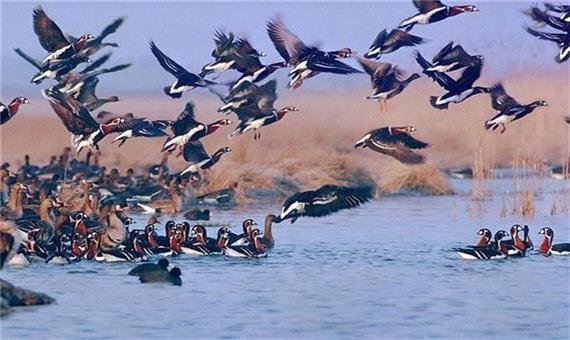 سازمان محیط ‌زیست: تمام پرنده‌های مهاجر در فریدونکنار شکار می‌شوند