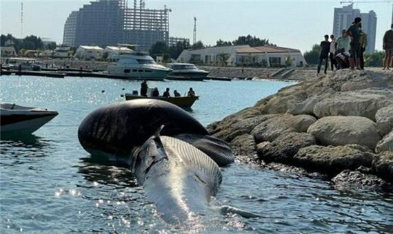ماجرای مرگ مشکوک نهنگ ها در ساحل کیش چیست؟