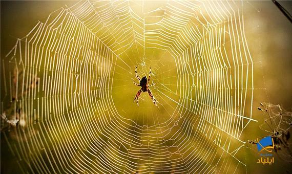 چطور عنکبوت‌ها در فضا تار می‌تنند؟