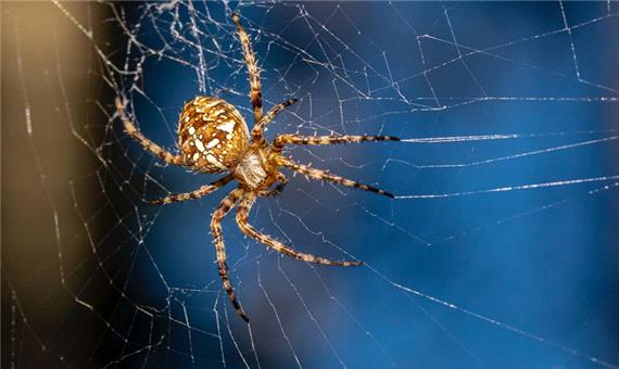 پاهای عنکبوت بدون نیاز به کمک مغز تار می‌بافند