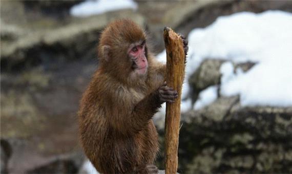 بازداشت فروشنده میمون در مشهد