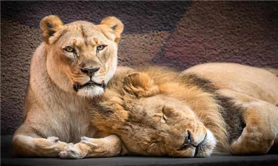 تصاویری دل‌نشین از دو شیر عاشق که با هم به خواب ابدی فرو رفتند