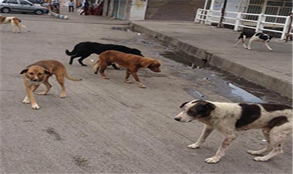 تهاجم سگ های رها به محیط زیست