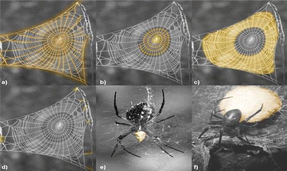 ساخت مواد جدید با الهام از تار عنکبوت