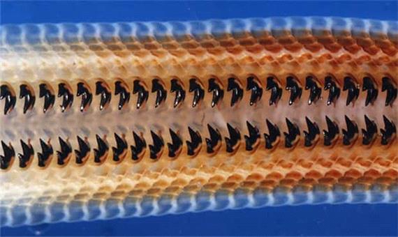 کشف نوع نادری از آهن در دندان گهواره دریایی دانشمندان را شگفت‌زده کرد