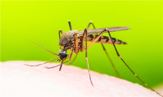 تولید واکسن موثر برای بیماری مالاریا