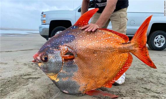 پیدا شدن یک ماهی رنگی غول پیکر و نادر در سواحل اوریگون
