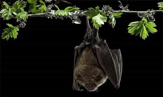 ویروس کرونا در خفاش‌های انگلیسی کشف شد