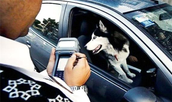برخورد با سگ گردانی در خودرو؛ نظر ‌پلیس در مورد موتورسواری زنان