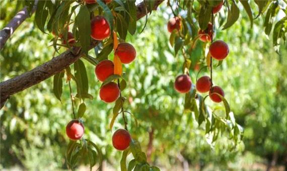 محلول افزایش ماندگاری میوه تا دو برابر توسط محققان کشور تولید شد