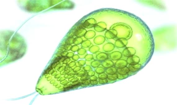 جلبک میکروسکوپی چابهار، منبع غنی چربی و آنتی اکسیدان!
