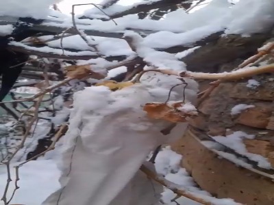 برداشت انگور زمستانی در خوانسار