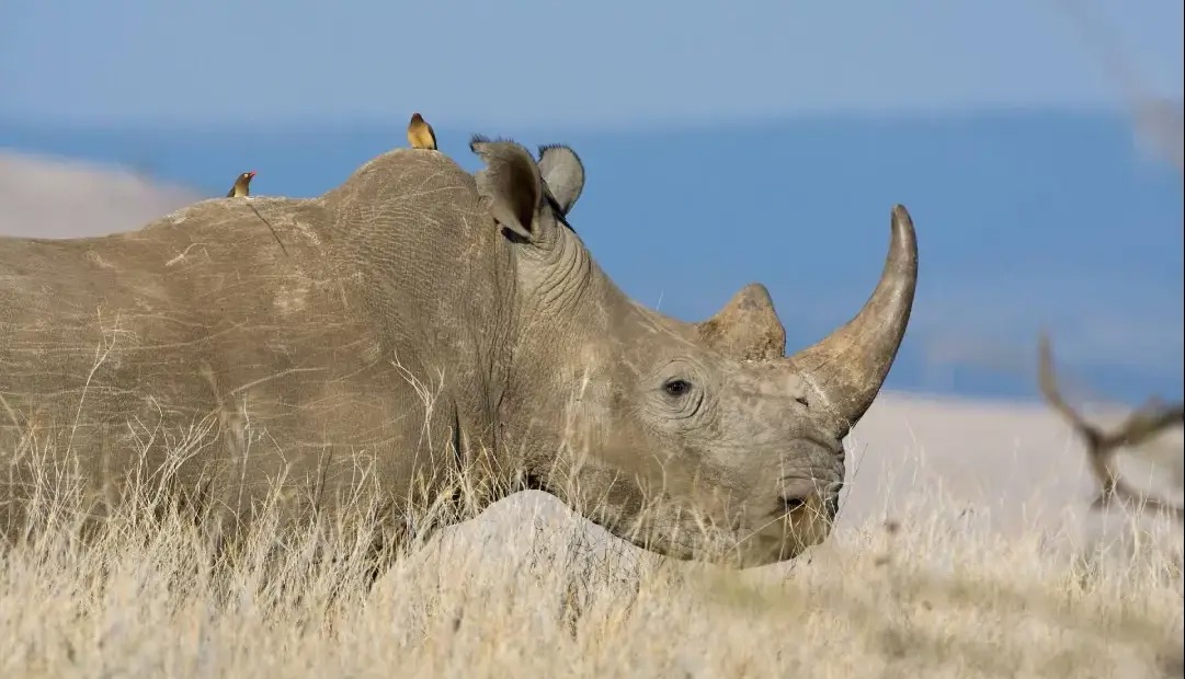 وقتی دشمن فرشته نجات می‌شود؛ چرا کرگدن‌ها به پرندگان خون‌خوار سواری می‌دهند؟