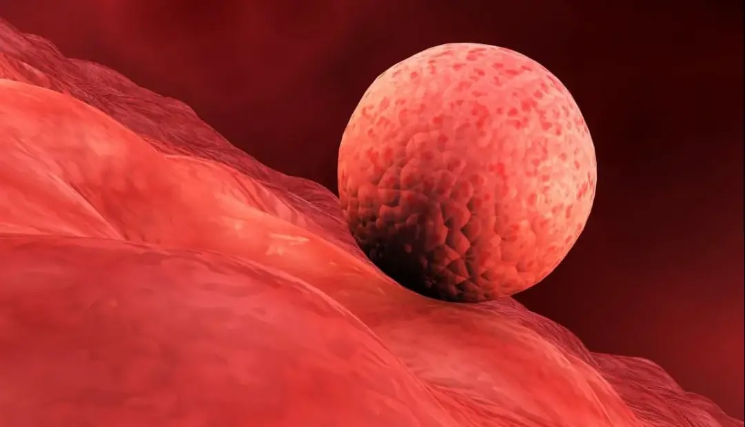 دستاورد انقلابی در درمان ناباروری؛ ساخت بافت رحم در محیط آزمایشگاه امکان‌پذیر شد