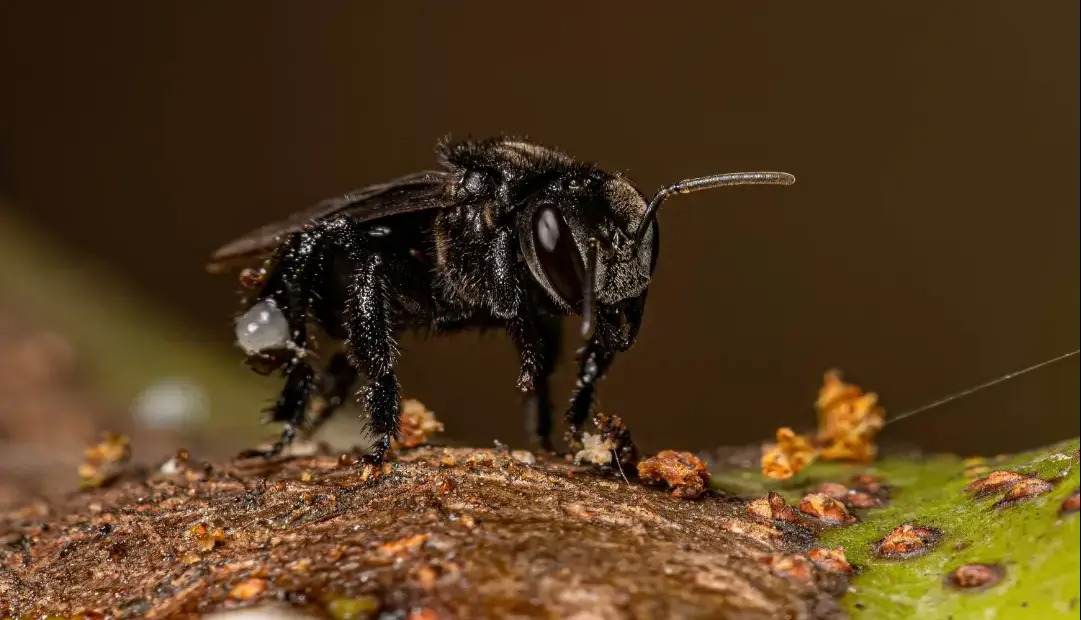 برای نخستین بار در تاریخ یک حشره صاحب حقوق قانونی شد