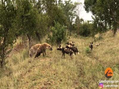 نبرد عجیب سگ های وحشی با کفتارها در آفریقای جنوبی