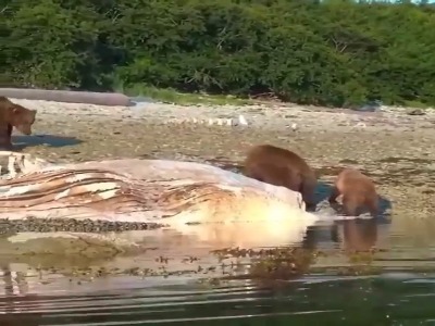 جدال دیدنی دو خرس