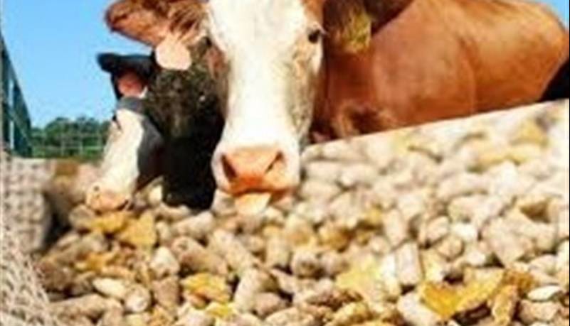 ایجاد مجدد رانت ۵۰هزار تومانی در ارز واردات نهاده