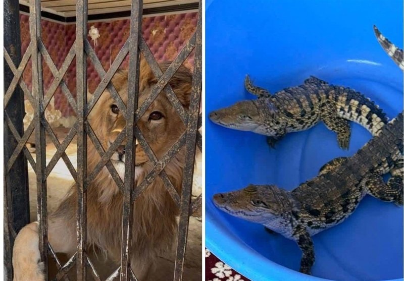 کشف شیر، عقاب طلایی و تمساح از یک باغ در شهریار