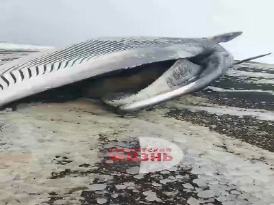 یک نهنگ عظیم‌الجثه در سواحل روسیه به گل نشست