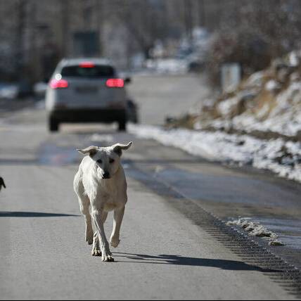 حیوان حمله‌کننده به دانشجوی دانشگاه زنجان «گرگ» نبود