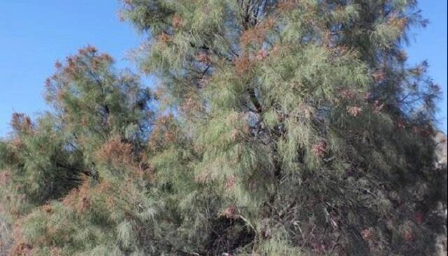 درختچه‌ای شورپسند برای بهبود کیفیت خاک مناطق بیابانی