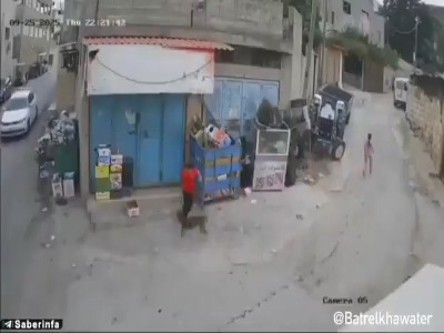 حمله سگ ولگرد به یک کودک
