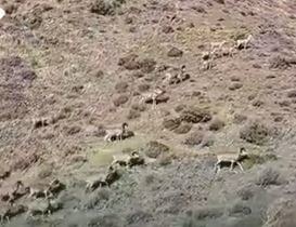 گله قوچ اوریال در پارک سالوک خراسا‌ن‌شمالی