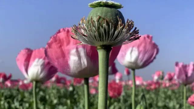 دبیرکل ستاد مبارزه با موادمخدر: بحثی درباره کشت خشخاش در ستاد مبارزه با موادمخدر وجود ندارد | آخرین خبر