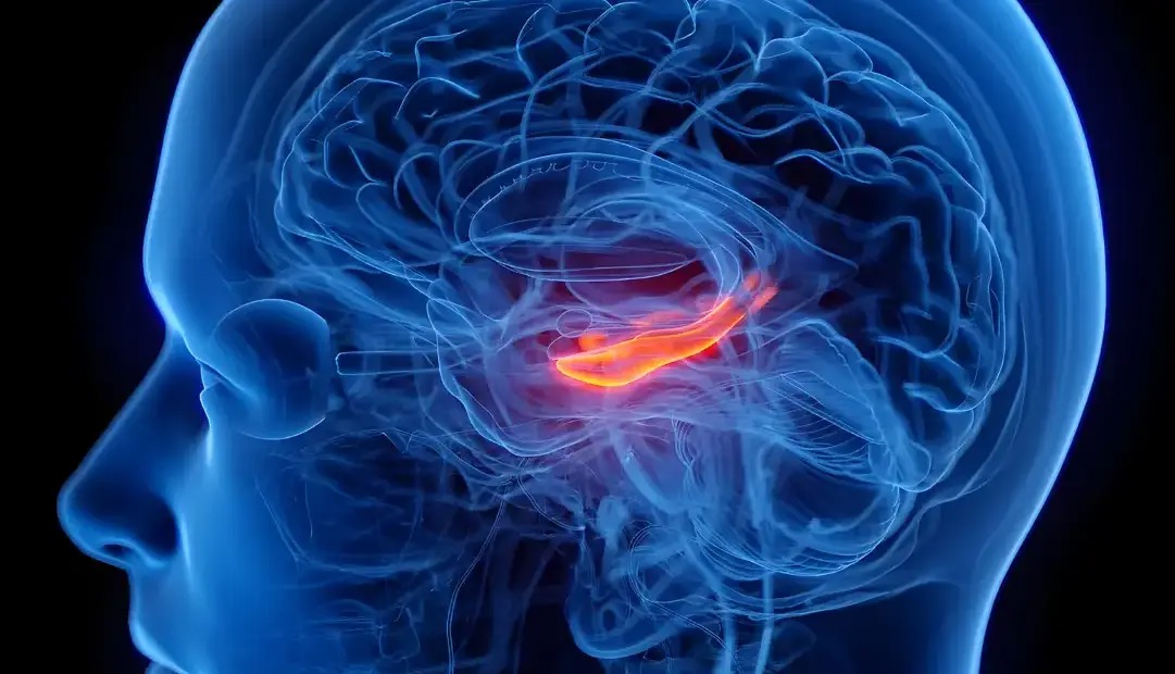 افسردگی با کوچک‌ترشدن بخشی از مرکز حافظه در مغز مرتبط است | آخرین خبر