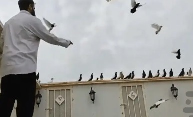 کبوتربازی جان ۳ شهروند ایرانشهری را گرفت