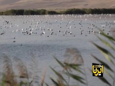 ارومیه، صحنه رقص فلامینگوها شد