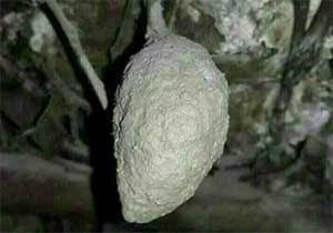 لانه خفاش به قیمت پرادو؛ واقعیت یا دروغ و خرافات؟