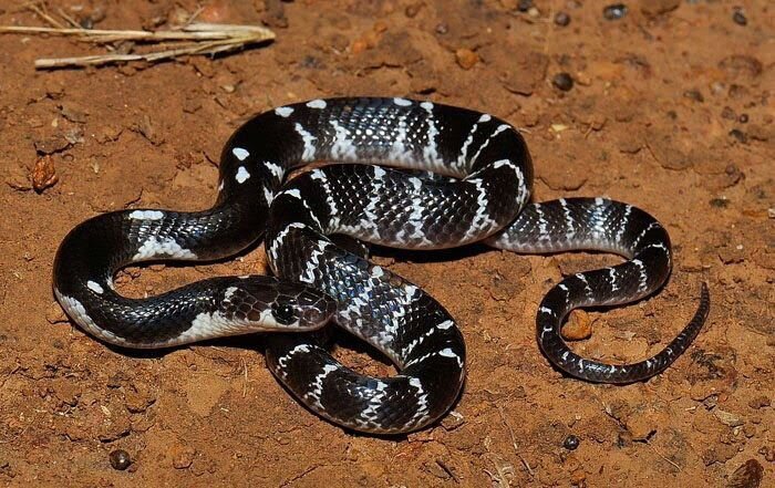 «سیه مار» دختر ۱۳ ساله را در خواب کشت