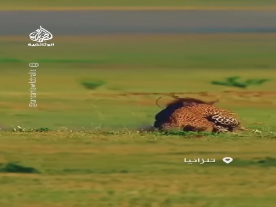 دفاع خشمگینانه گراز مادر در برابر پلنگ